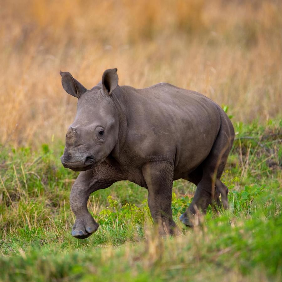 Nungubane Game Lodge Welgevonden Vadrezervátum Kültér fotó